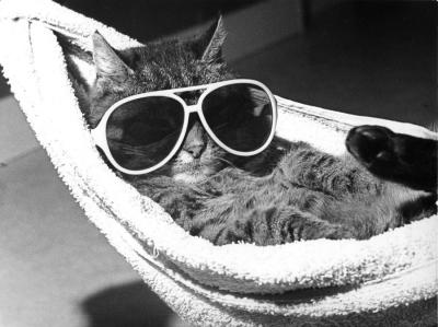 cat-with-sunglasses-lying-in-a-hammock-r